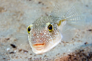 Floral Puffer by Stuart Ganz 
